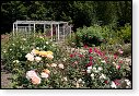 kasteel rozentuin van coloma belgie kats rozen roos hdr japan bloesem japanse tuin siertuin